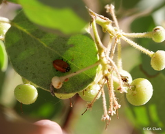 Arctostaphylos viscida mariposa