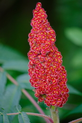 Rhus typhina