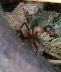 Formica polyctena × rufa
