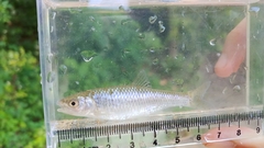 Cyprinella analostana