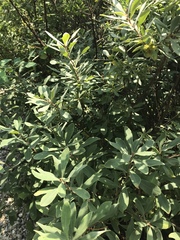 Myrica
