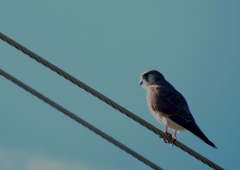 Falco cenchroides cenchroides