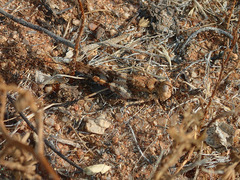 Trimerotropis californica