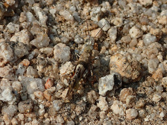 Trimerotropis californica