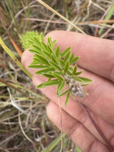 Lespedeza juncea iNat (2)