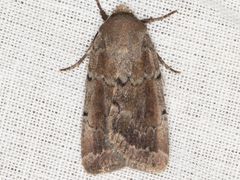 Tesagrotis atrifrons