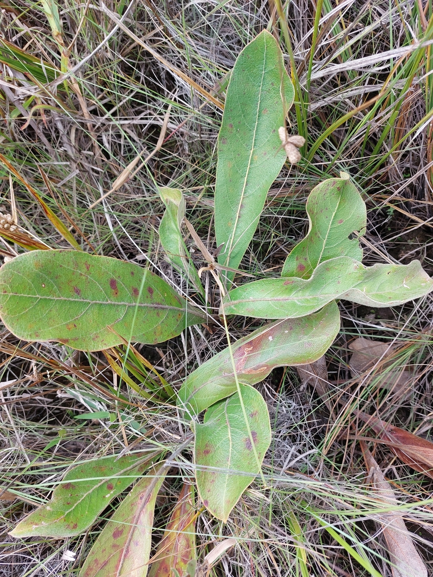 Imagem de Murici do campo
