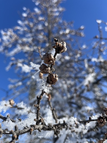 Tamarack (Larix laricina)