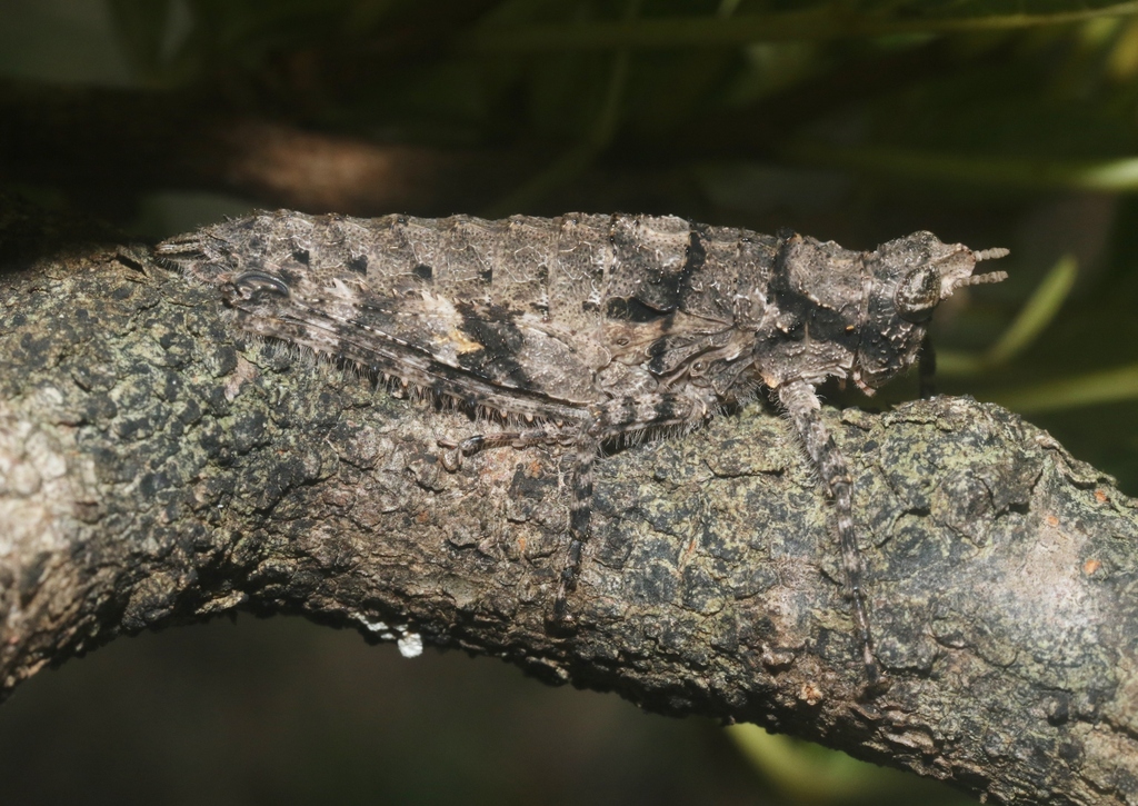 Socotrella monstrosa
