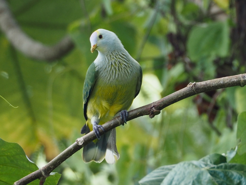 Raiatea Fruit-Dove (Ptilinopus chrysogaster) photo