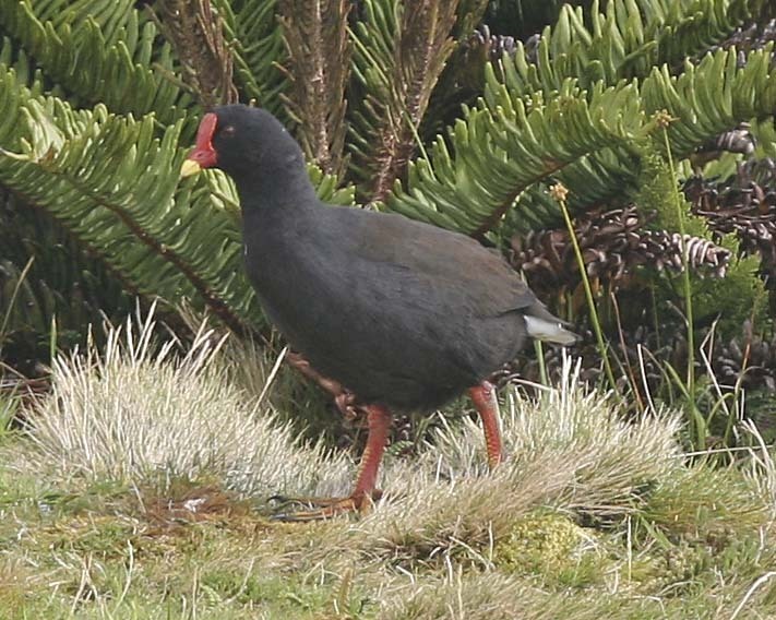 Gough Moorhen photo