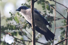 Cyanolanius madagascarinus