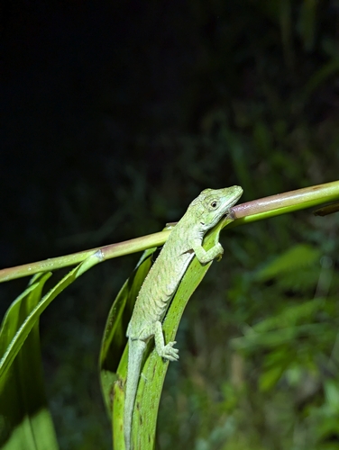 Orces' Andes Anole, Anolis orcesi