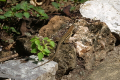 Aspidoscelis guttatus