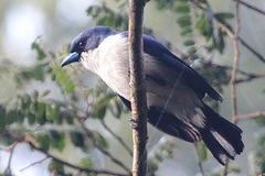 Cyanolanius madagascarinus