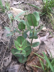 Asclepias jaliscana