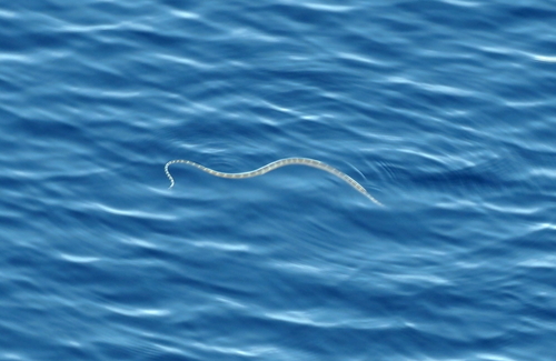 Black-headed Sea Snake