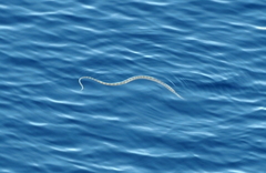 Black-Headed Seasnake photo 1