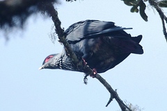 Alectroenas madagascariensis