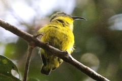 Neodrepanis hypoxantha