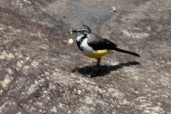 Motacilla flaviventris
