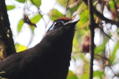 Coua reynaudii