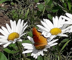 Polygonia haroldii