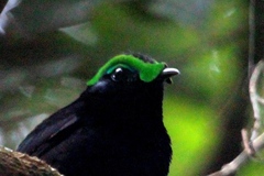 Philepitta castanea