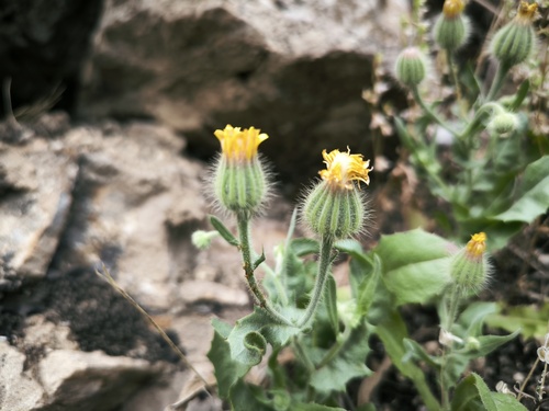 Crepis kotschyana