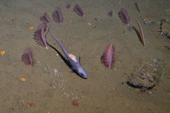 Marlin-Spike photo 2