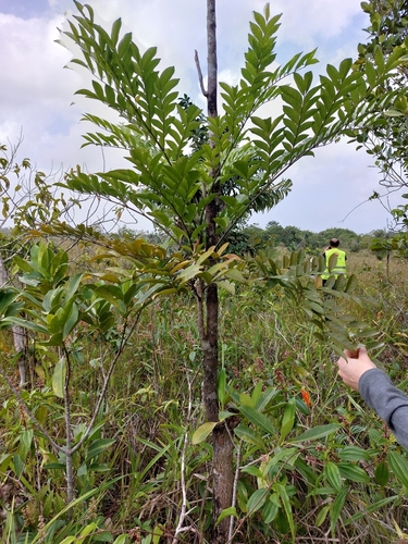 Foto de Caroba-roxa