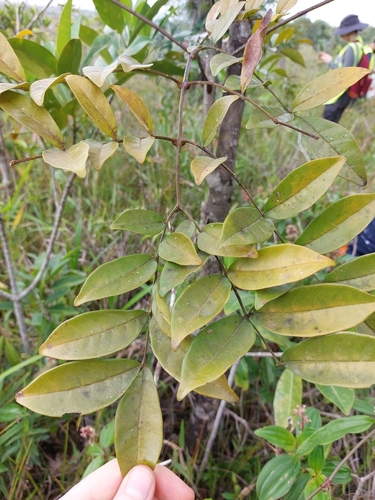 Foto de Caroba-roxa