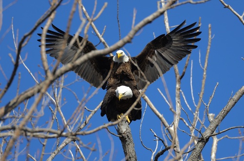 Bald Eagle photographed in Ohio