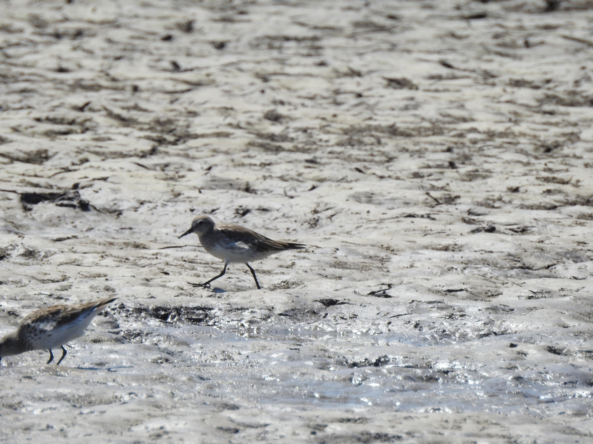 White-rumped Sandpiper