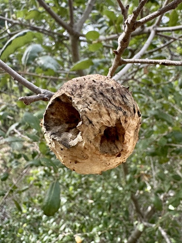 Live Oak Apple Gall Wasp photo 6