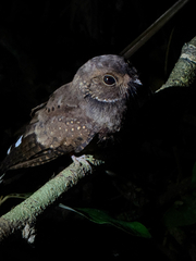 Ocellated Poorwill photo 4