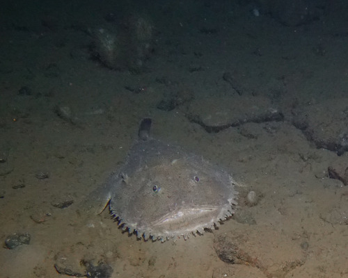 American angler (Lophius americanus) — Lophiidae — 4