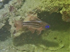 Ostorhinchus compressus