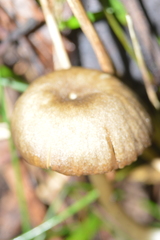 Leptonia