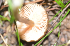 Leptonia