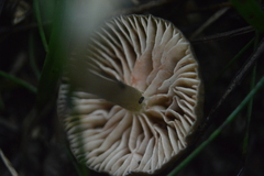 Leptonia