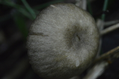 Leptonia