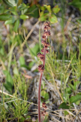 Image of Micranthes hieraciifolia by (c) Syd Cannings, some rights reserved (CC BY)