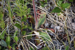 Micranthes hieraciifolia