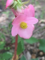 Begonia angustiloba