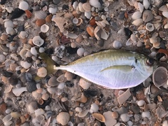 Chloroscombrus chrysurus