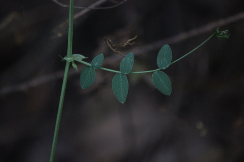 Pacific Pea foliage