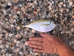 Chloroscombrus chrysurus