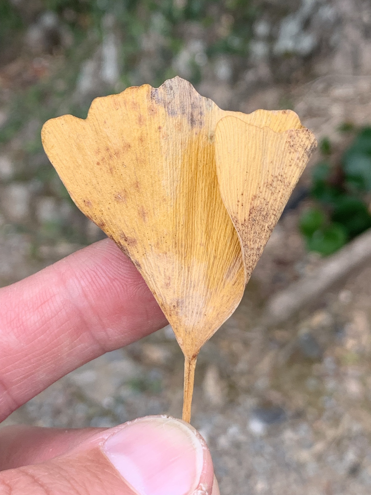 Imagem de Ginkgo