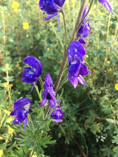 Aconitum baicalense (Aconitum baicalense)